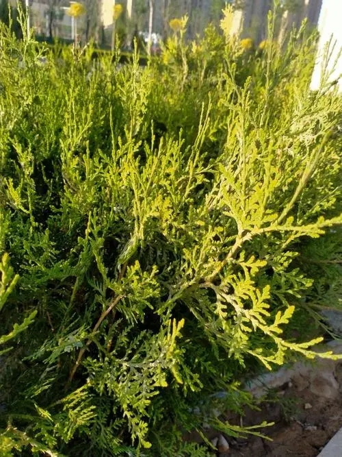 侧柏叶价格 侧柏叶中药材 侧柏叶供应正规