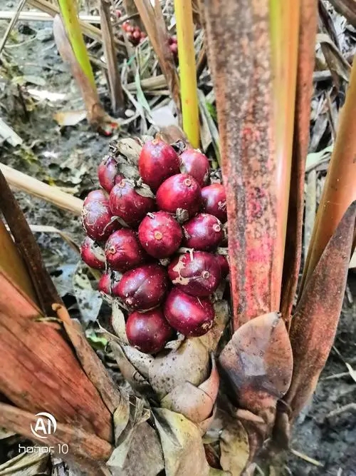 草果药材供应 草果常年供应 草果价格