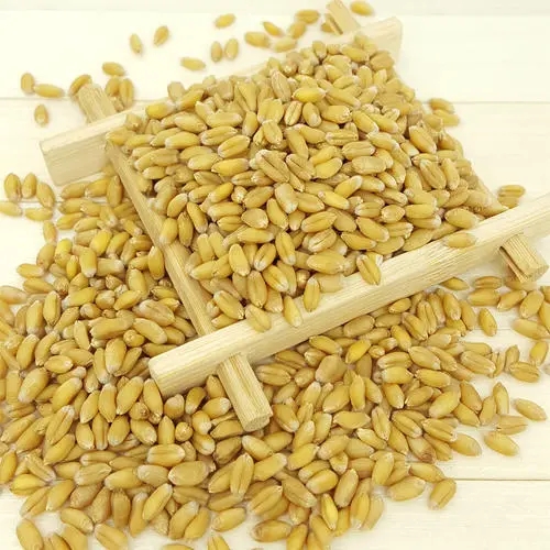 淮小麦中药材 淮小麦质量保证 淮小麦价格