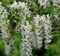 槐花供应正规 槐花品质可靠 槐花药材供应