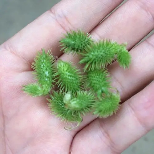 苍耳子质量保证 苍耳子诚信经营 苍耳子诚信经营