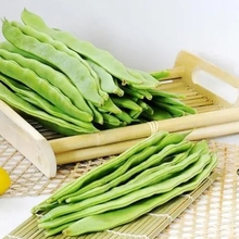 刀豆药材供应 刀豆质量保证 刀豆价格