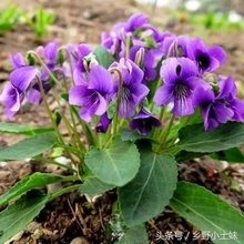 紫花地丁正宗中药材 紫花地丁价格 紫花地丁诚信经营