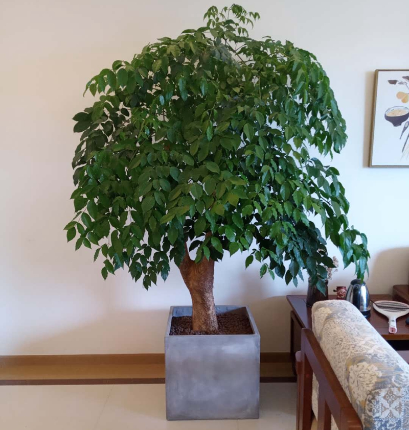 供应东莞花卉租赁公司 富贵树 招财树 幸福树 东莞植物绿化养护