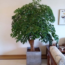 供应东莞花卉租赁公司 富贵树 招财树 幸福树 东莞植物绿化养护