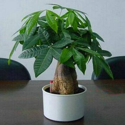 供应东莞植物租摆 发财树 招财树 东莞花卉租摆 