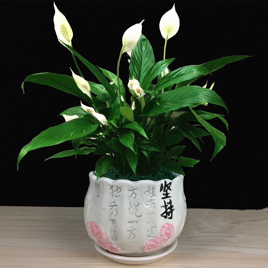 春立方东莞公司绿植租赁 一帆风顺花 白掌 米兰 红掌