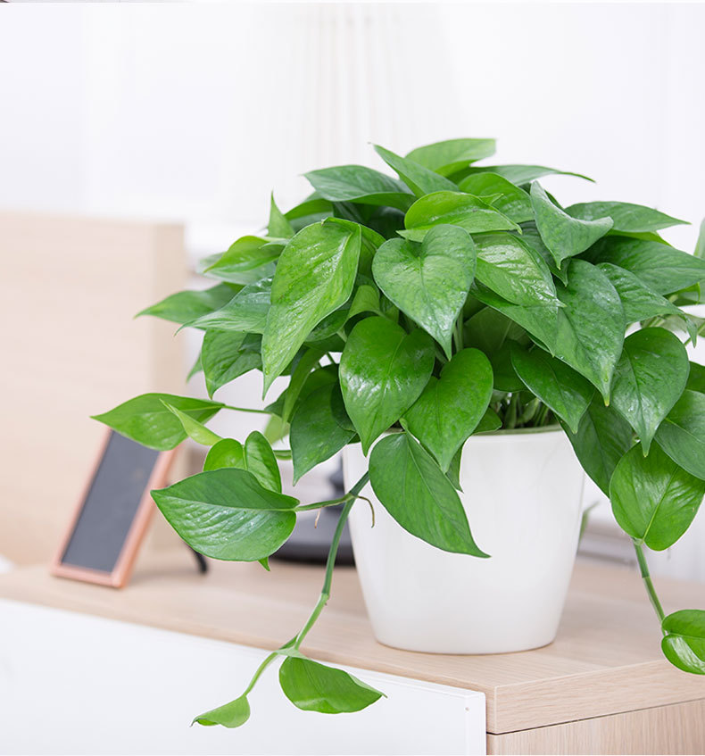 春立方东莞绿植养护公司 绿萝 吊兰 牵牛花 青苹果