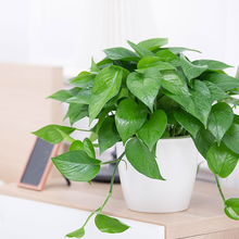 春立方东莞绿植养护公司 绿萝 吊兰 牵牛花 青苹果