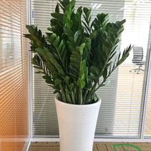 春立方东莞植物办公室租赁 金钱树 绿萝 万年青 福禄桐 金钱兜