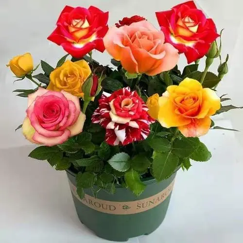 春立方东莞绿植工厂养护 玫瑰 月季 蔷薇花 紫金露 康乃馨 牵牛花