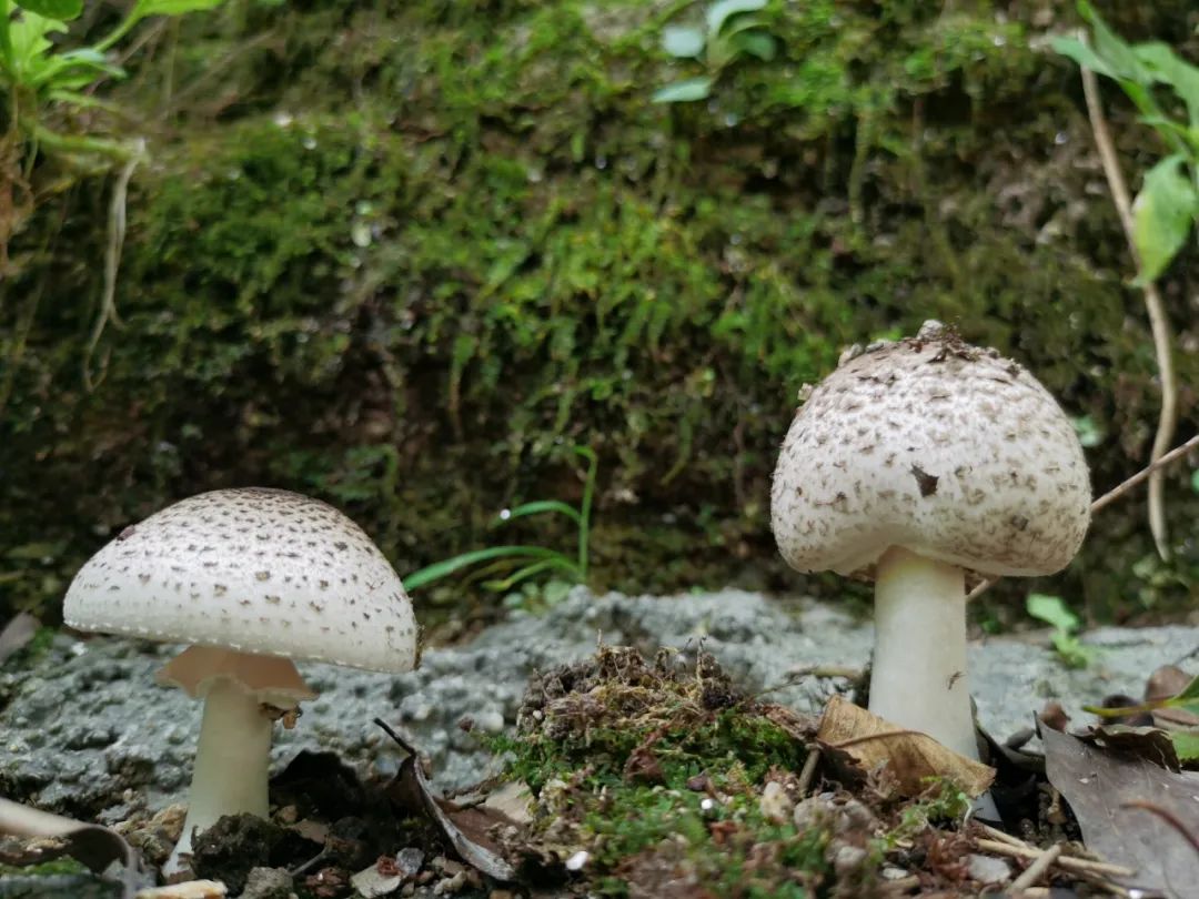藏在黑麋峰里的农家乐罗汉山庄