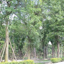皂角树