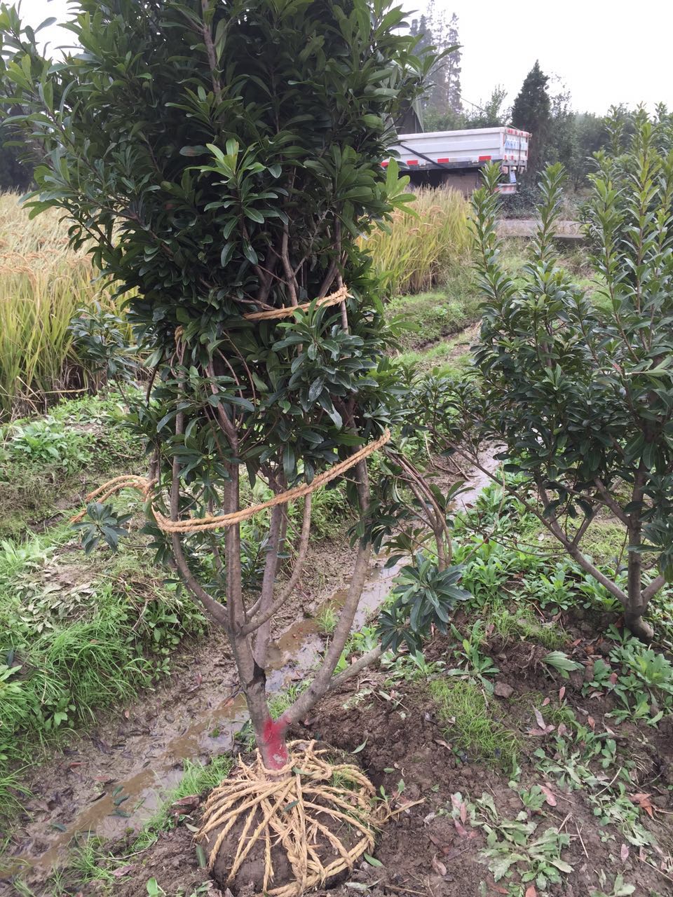 杨梅树
