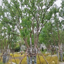 丛生乌桕