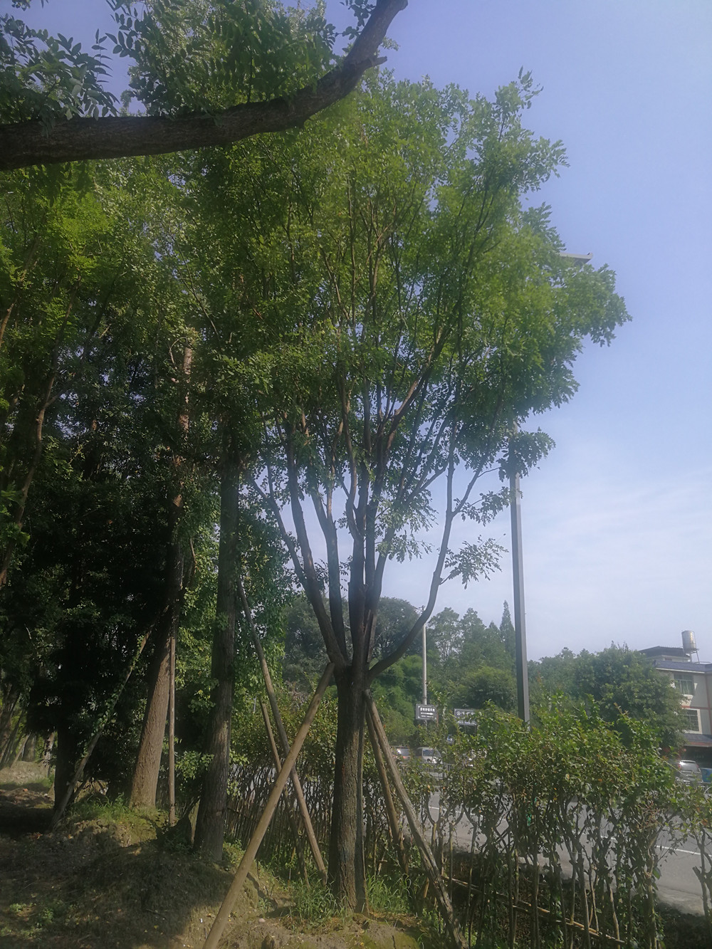 成都朴树