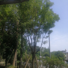 成都朴树