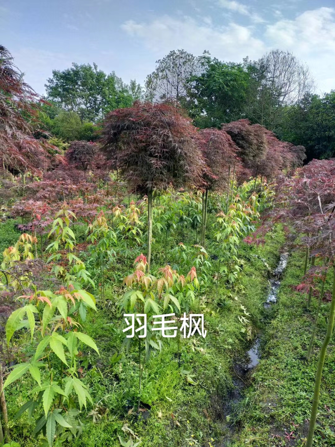 羽毛枫