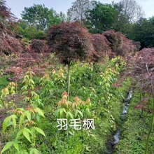 羽毛枫