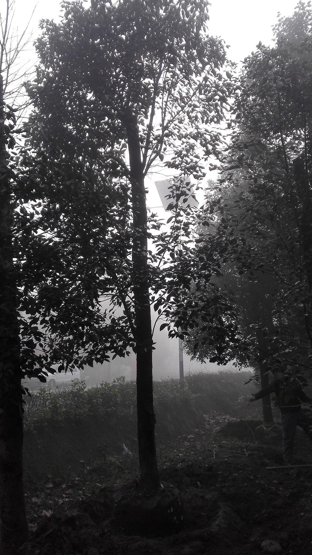 香樟树