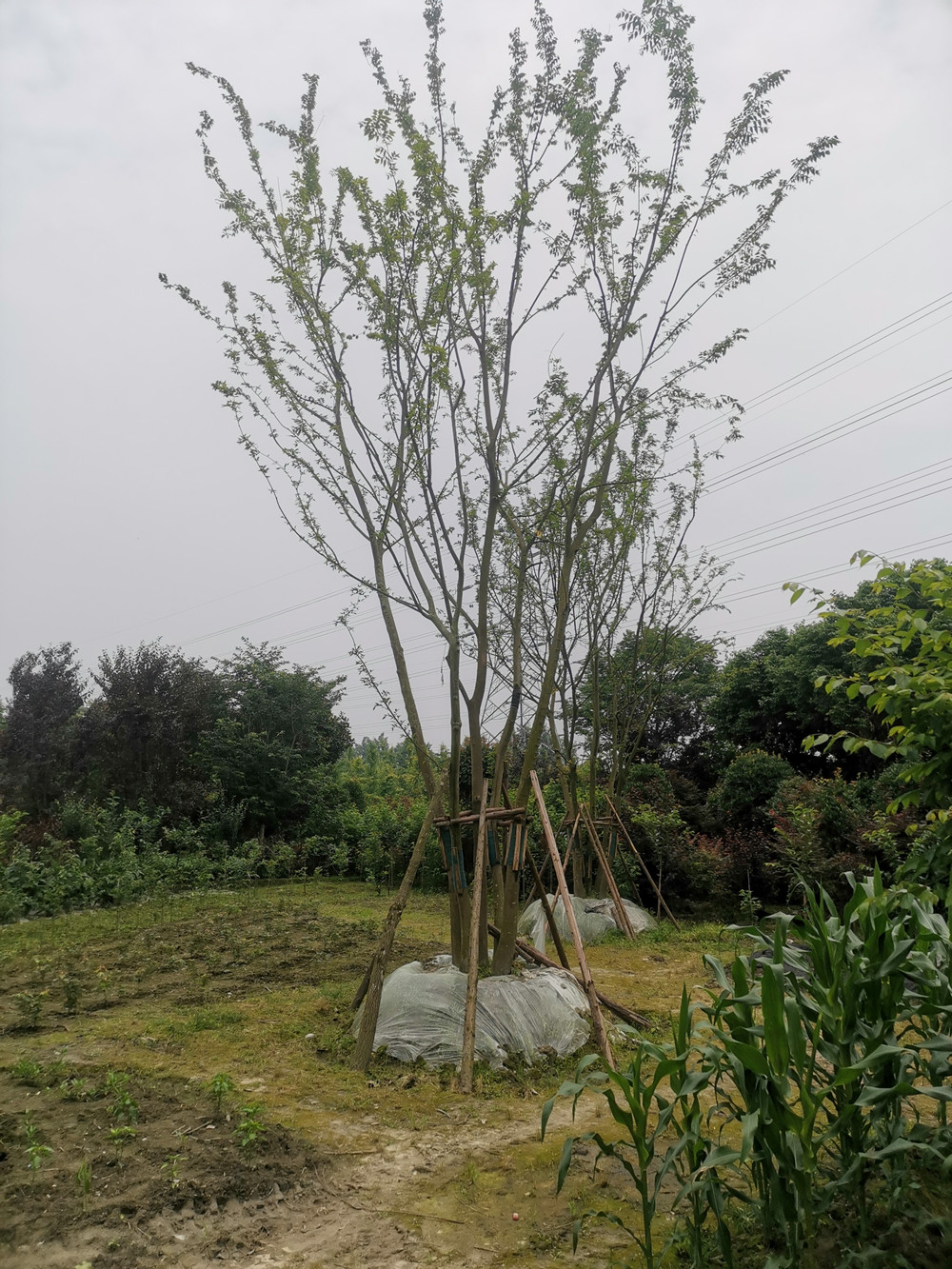 丛生朴树