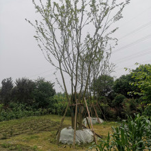丛生朴树