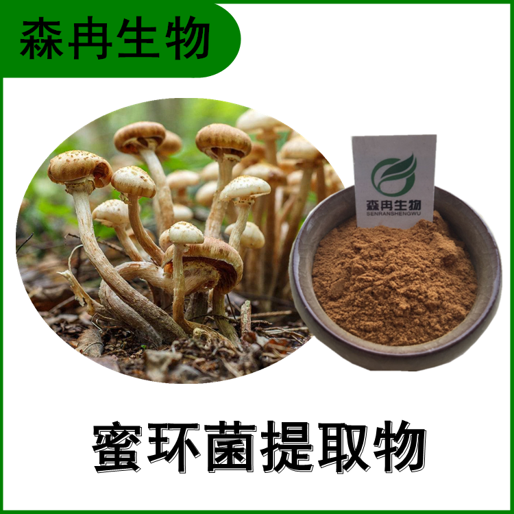蜜环菌提取物 蜜环菌多糖 榛蘑提取物 多种规格 森冉生物