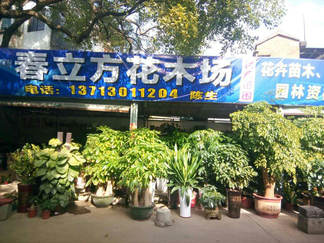 东莞市莞城春立方花木场 标志
