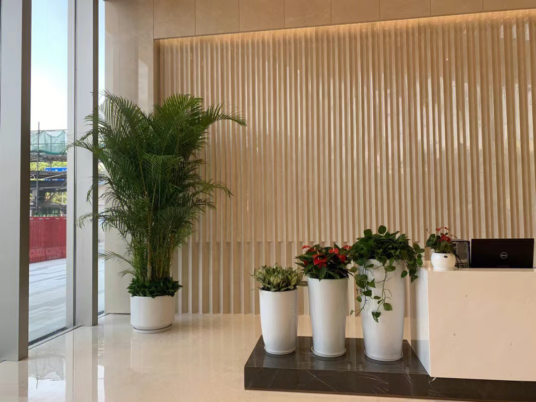 中山市常春花卉中心 主营产品
