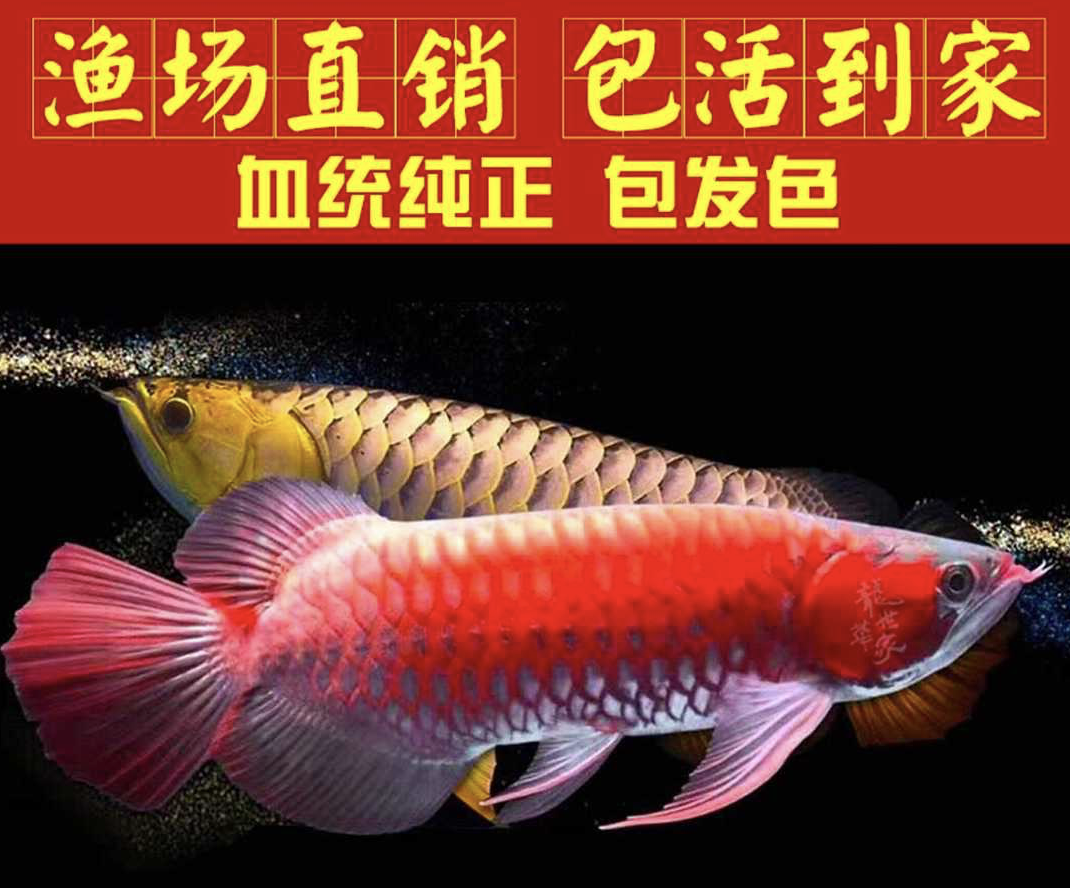 红龙鱼 高端龙鱼源头渔场