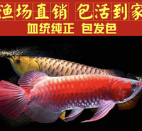 红龙鱼 高端龙鱼源头渔场