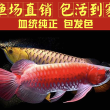 红龙鱼 高端龙鱼源头渔场