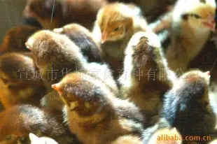 高品质土鸡苗长年供应 土鸡 鸡 宣城市华栋家禽育种供应