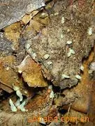 天麻种子 米麻 昭通市天麻研究所 食用菌菌种 昭通市天麻研究所供应