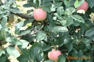 不套袋原生苹果【优质嘎啦】 苹果 山东灵山集团公司供应