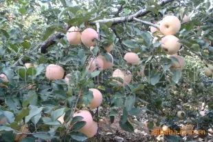 优质苹果【红富士】 山东灵山集团公司 苹果 山东灵山集团公司供应