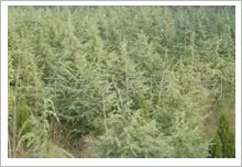 雪松、塔松、银杏等绿化树木 其他园林植物 山东灵山集团公司供应