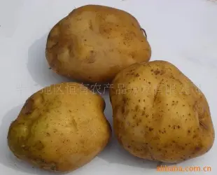 批发供应贵州特产[毕节二级新鲜土豆] 块茎类 毕节地区恒有农产品开发供应