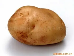 批发供应贵州特产[毕节一级新鲜土豆] 块茎类 毕节地区恒有农产品开发供应