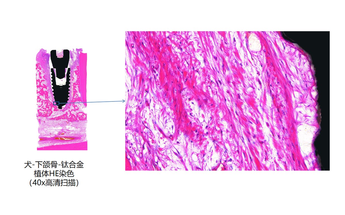 犬下颌骨与钛合金植入体 HE 染色切片，40 倍高清扫描