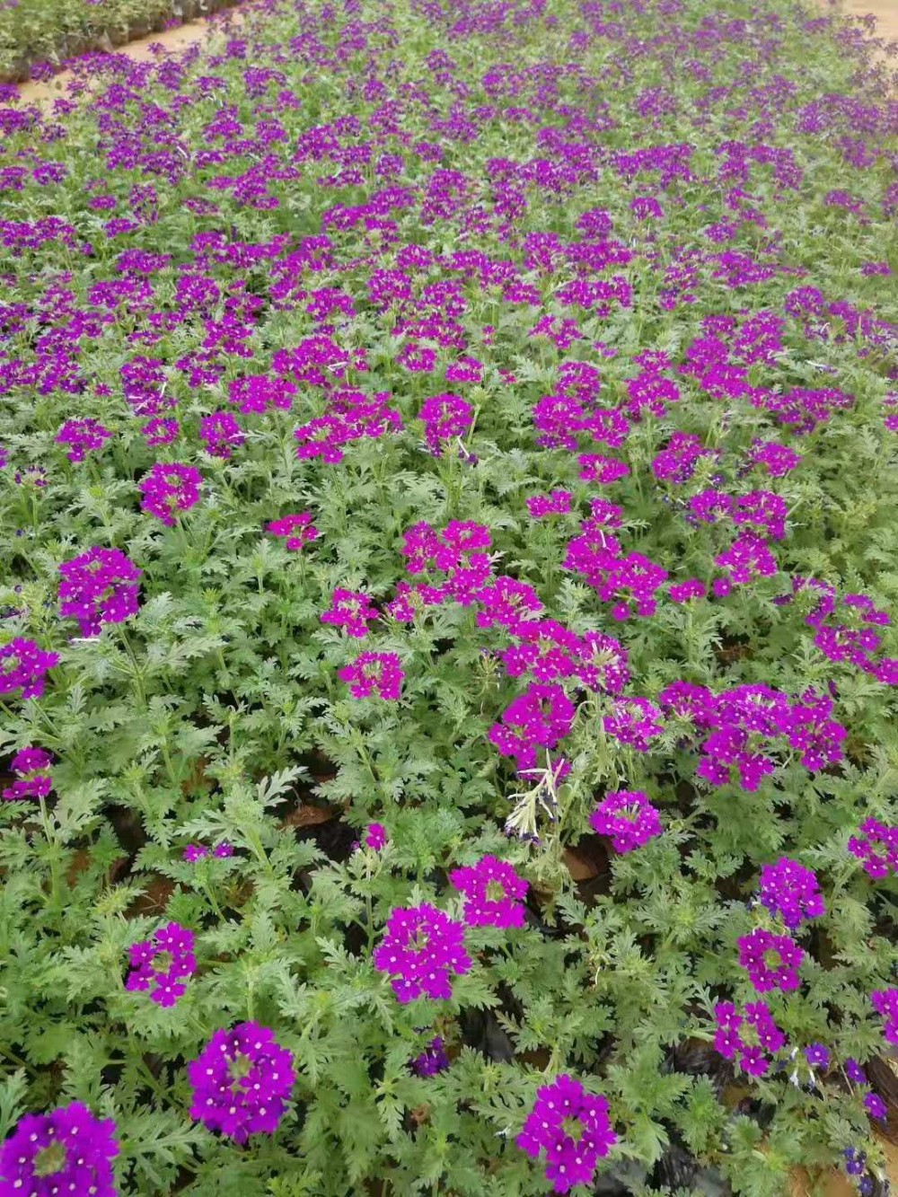 宿根花卉批发：从青州产区看绿化草花供应链的标准化升级