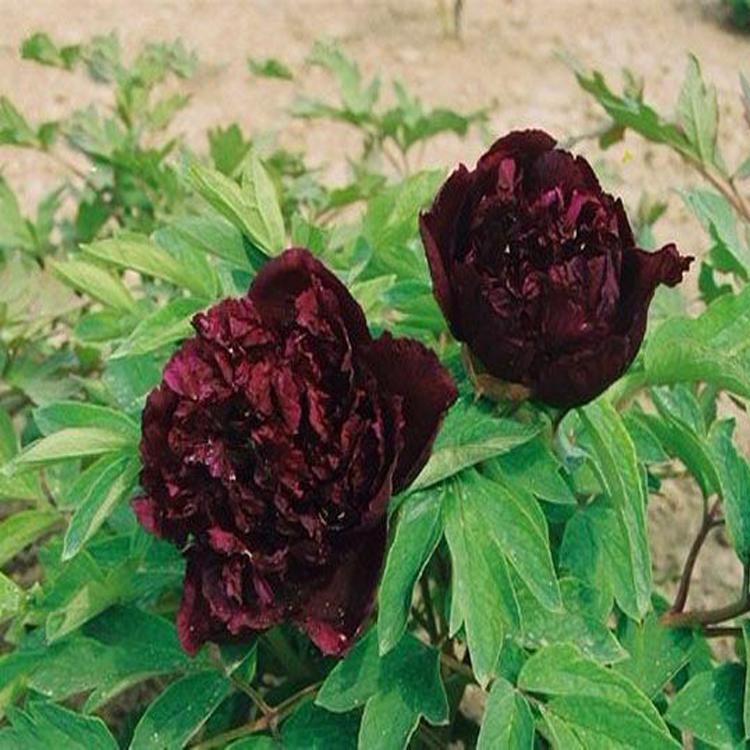 求购观赏牡丹/观赏牡丹苗 大量菏泽牡丹苗 观赏牡丹集中供应