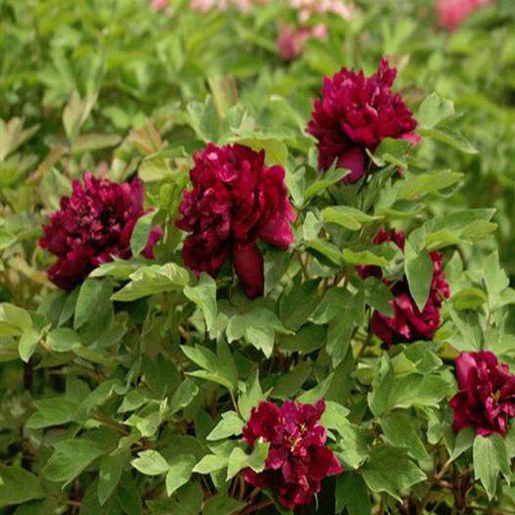 求购观赏牡丹/观赏牡丹苗 大量菏泽牡丹苗 观赏牡丹集中供应