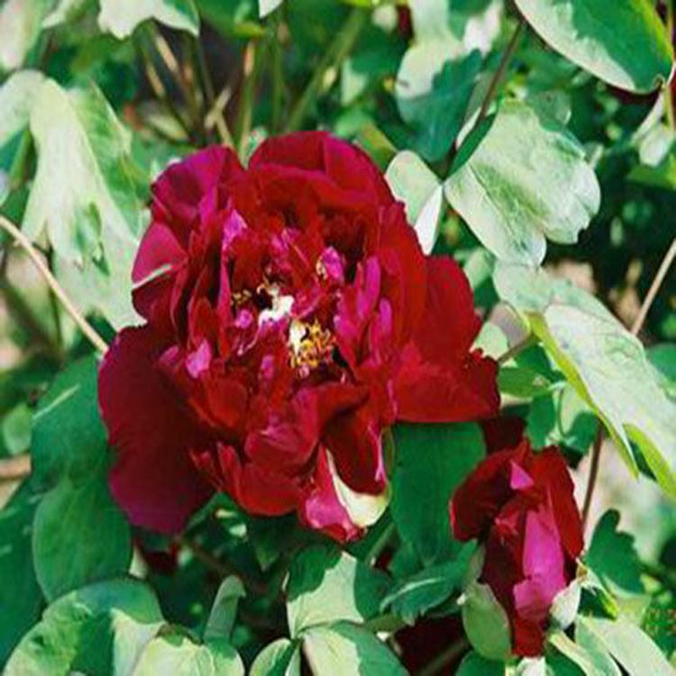 求购观赏牡丹/观赏牡丹苗 大量菏泽牡丹苗 观赏牡丹集中供应