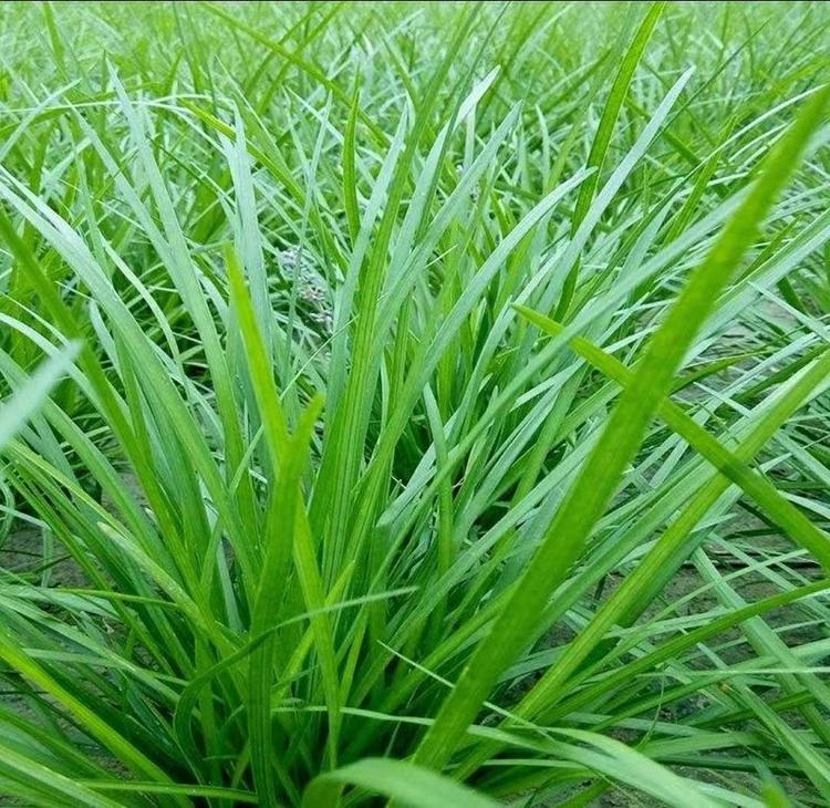 麦冬草种植基地：助力农业向绿色转型的探索之旅