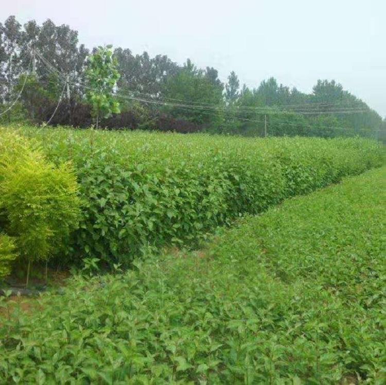 山东苗木基地：绿色与美丽的交织乐章