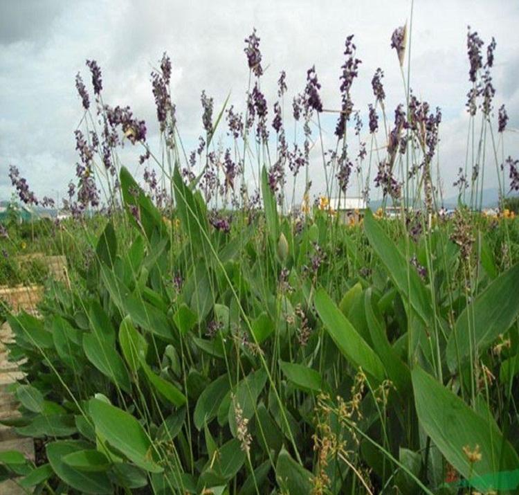 绍兴水生植物：生态画卷中的绿意盎然
