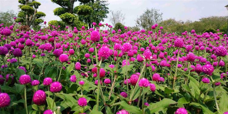 花卉苗木基地