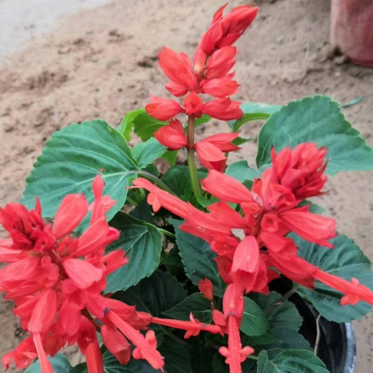 花海苗一串红 供应一串红 基地直销 多年生宿根花卉