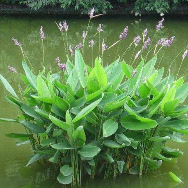 再力花苗